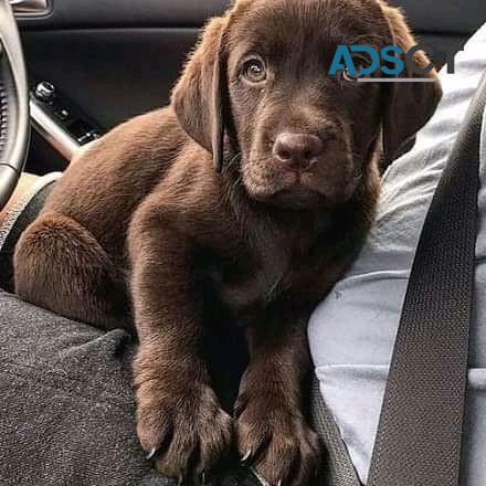 LABRADOR RETRIEVER PUPPIES FOR SALE