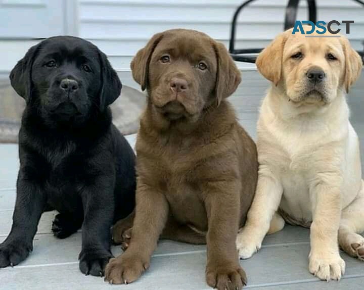 LABRADOR RETRIEVER PUPPIES FOR SALE