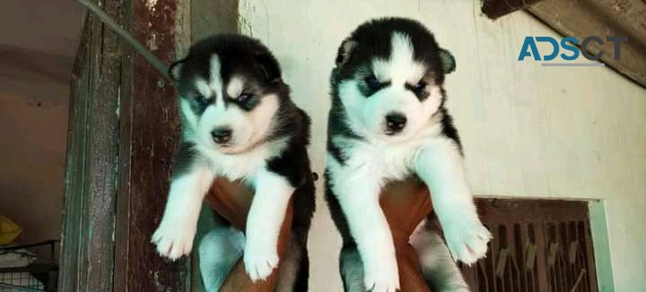 CUTE SIBERIAN HUSKY PUPPIES FOR SALE