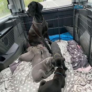 GREAT DANE PUPPIES FOR SALE