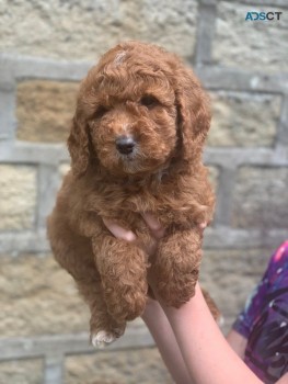 Lovable and cuddly Goldendoodle puppies 