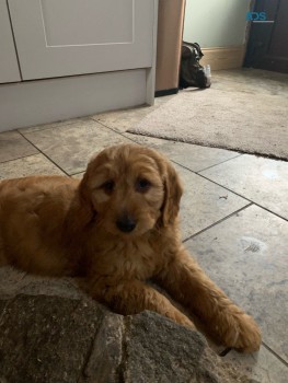 Lovable and cuddly Goldendoodle puppies 