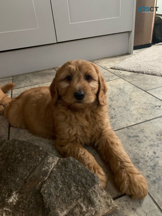 Lovable and cuddly Goldendoodle puppies 