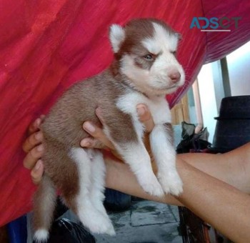 SIBERIAN HUSKY PUPPIES FOR SALE