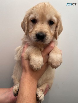 Golden Retriever puppies available to be