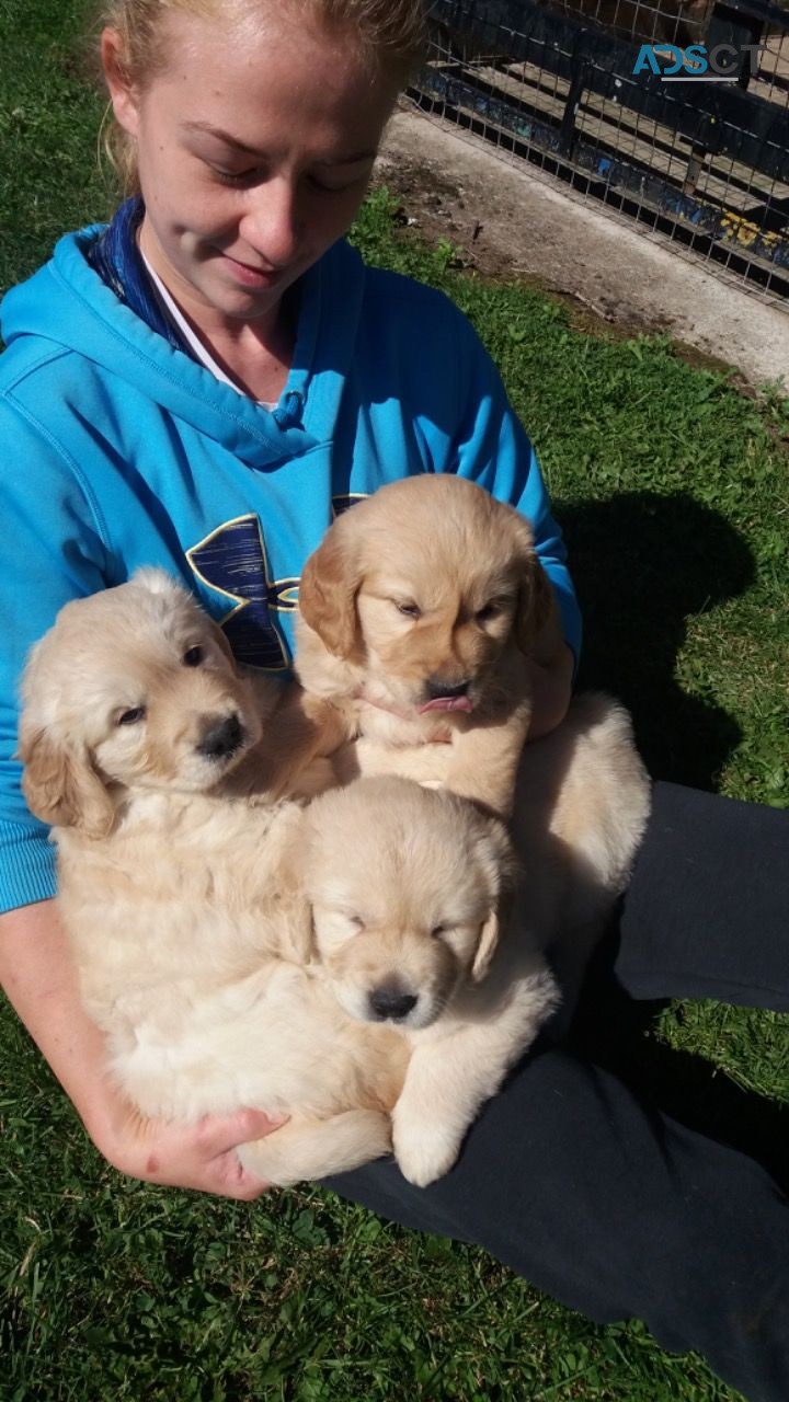 Golden Retriever puppies available to be