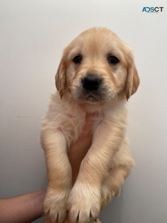 Golden Retriever puppies available to be