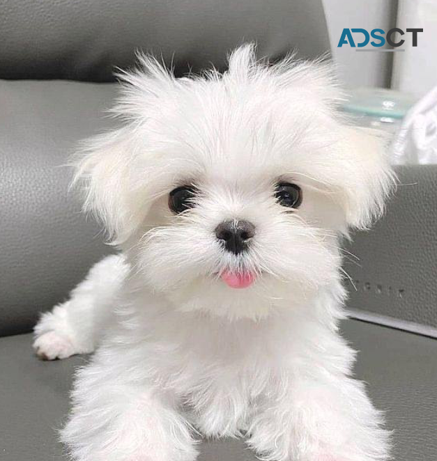 MALTESE PUPPIES FOR SALE