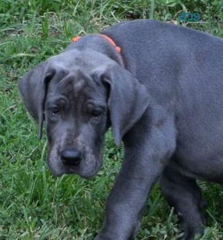 GREAT DANE PUPPIES FOR SALE