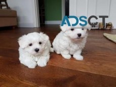 Male and female Maltese puppies for sale