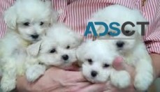 Cute maltes puppies for sale video calls