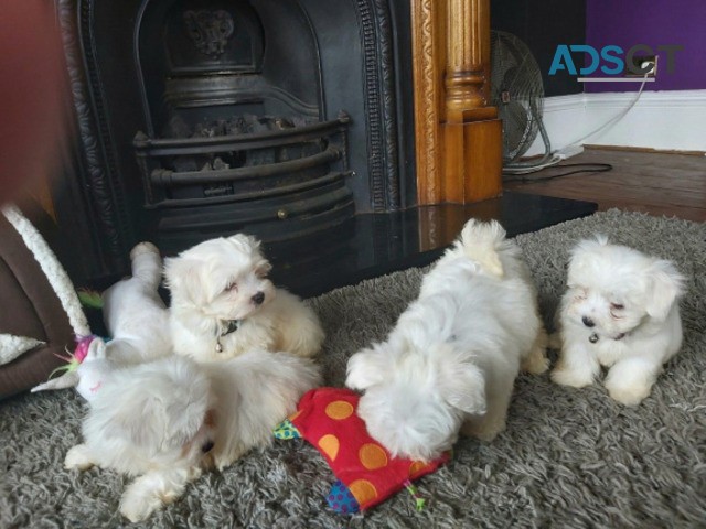 Male and female Maltese puppies for sale