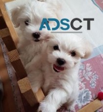 Male and female Maltese puppies for sale