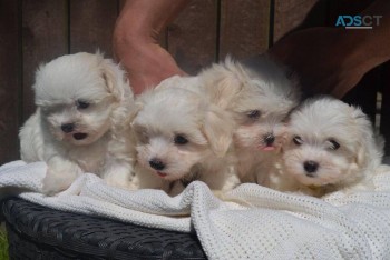 Male and female Maltese puppies for sale