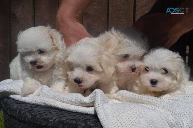 Male and female Maltese puppies for sale