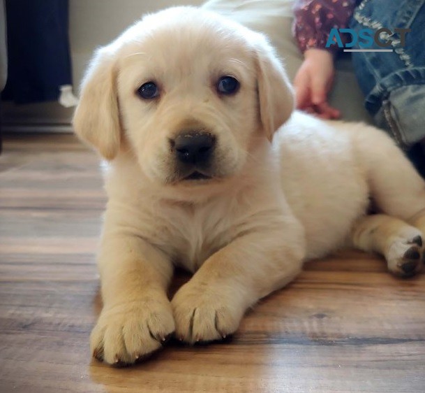 Golden retriever puppies for sale 