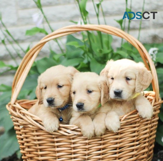  Golden retriever puppies for sale 