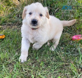  Golden retriever puppies for sale 