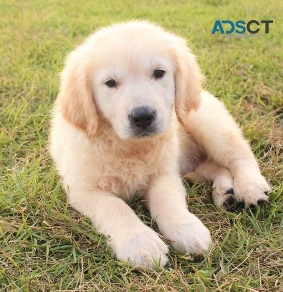  Golden retriever puppies for sale 