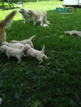  Golden retriever puppies for sale 