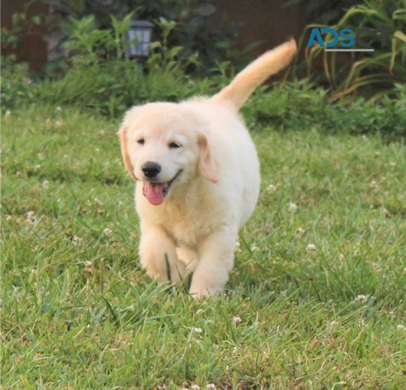 Golden retriever puppies for sale 