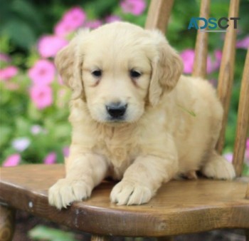 Golden retriever puppies for sale 