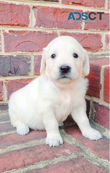 Golden retriever puppies for sale 