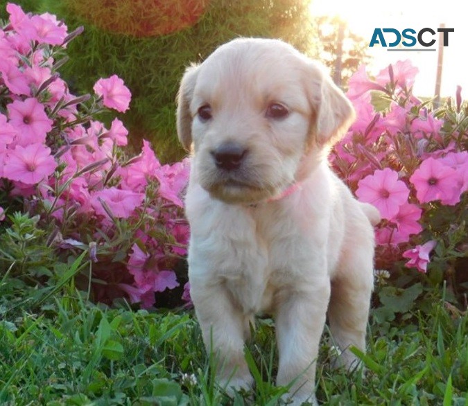 Golden retriever puppies for sale 