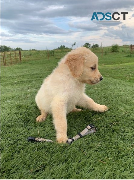 Golden retriever puppies for sale 