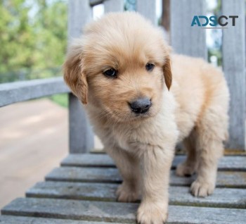 Golden retriever puppies for sale 