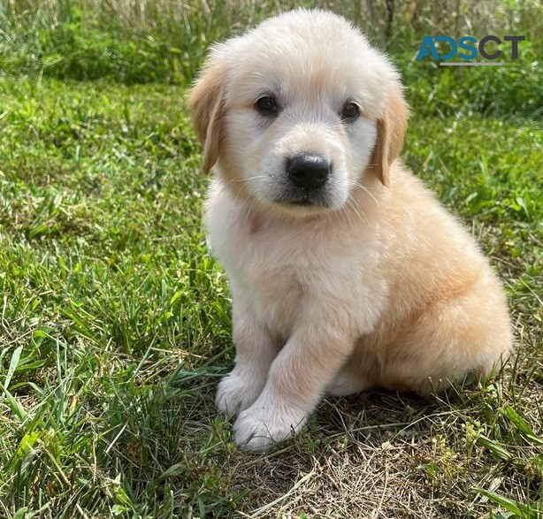 Golden retriever puppies for sale 