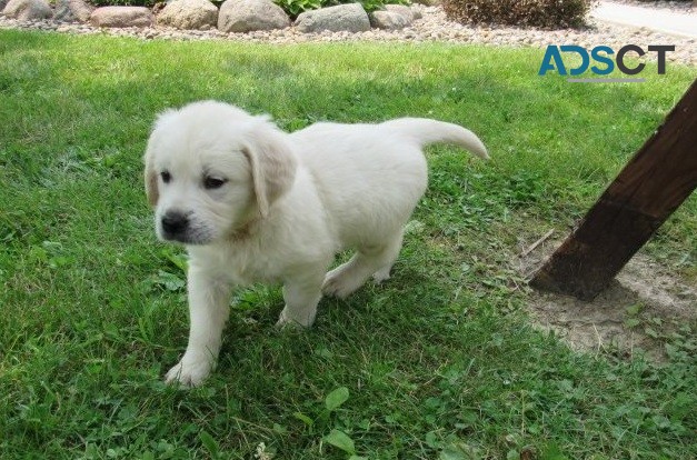  Golden retriever puppies for sale 