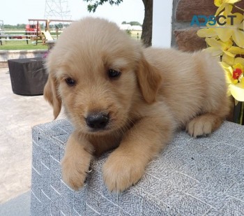  Golden retriever puppies for sale 