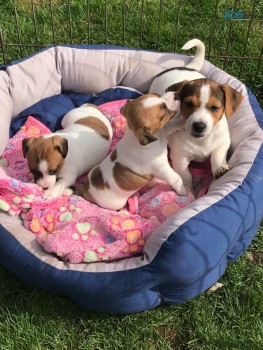 Gorgeous Jack Russell  puppies