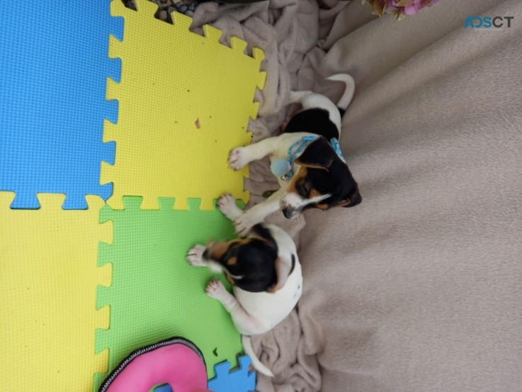 Full Jack Russell Puppies