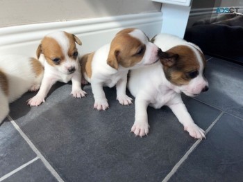 Awesome Jack Russell   puppies Available