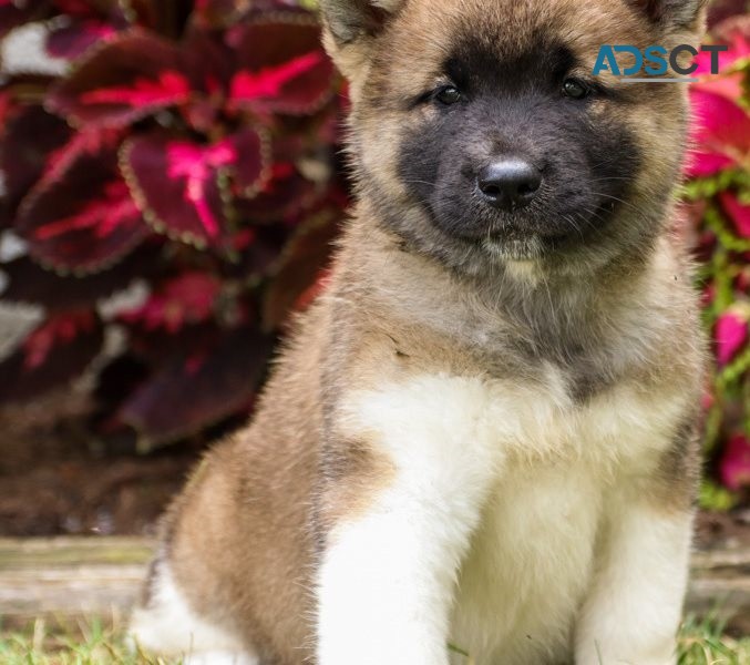 Akita puppies for sale