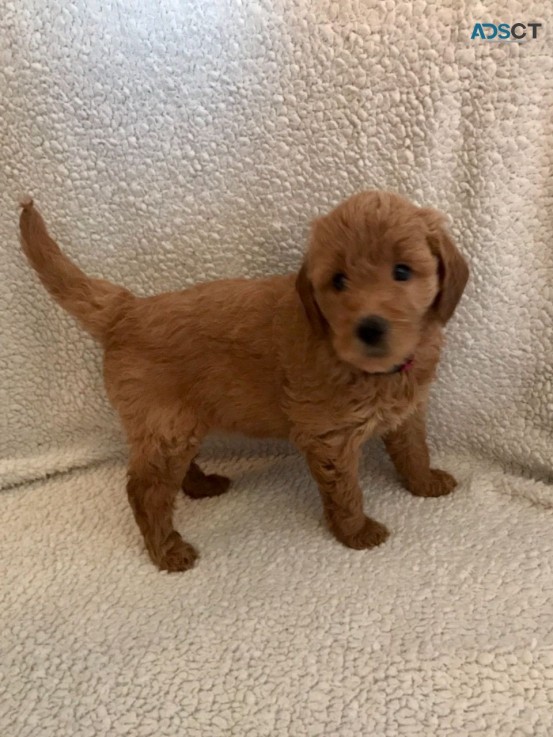 Miniature Goldendoodles   Available