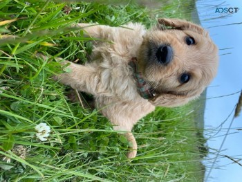 Beautiful Toy Goldoodles