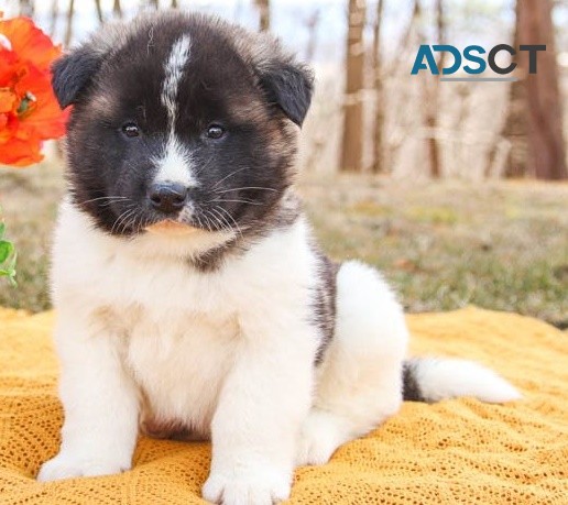 Akita puppies for sale