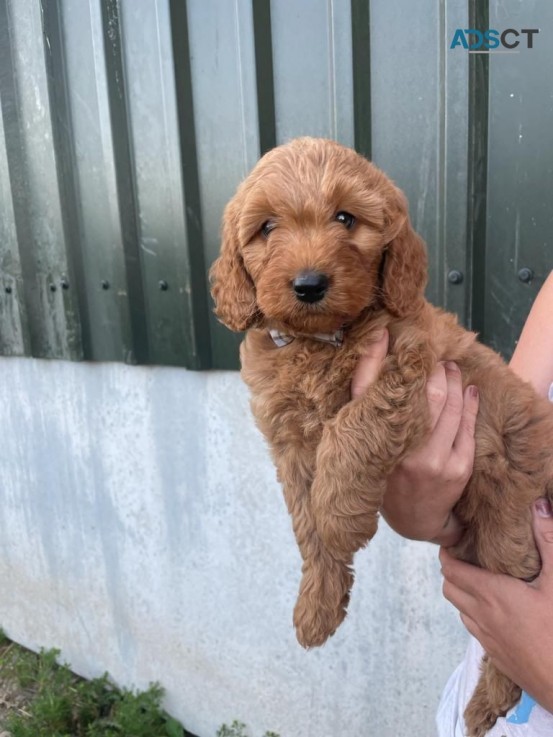 Gorgeous Golden Doodles