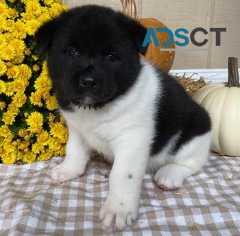 Akita puppies for sale