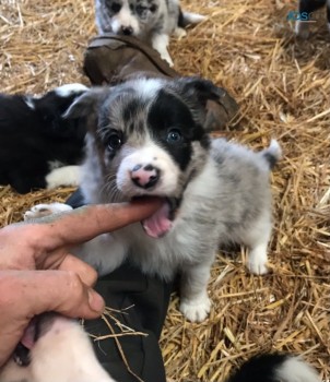 Border Collie Puppies