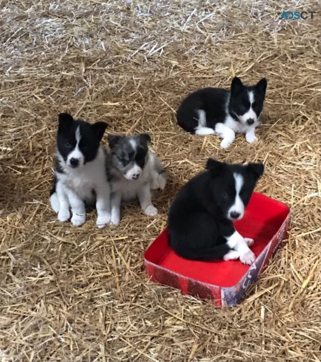 Border Collie Puppies