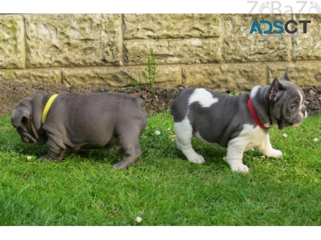 French Bulldog puppies for sale