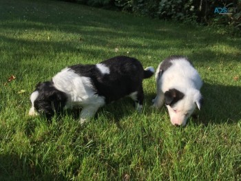 Cracking Border Collie Pups Looking For 