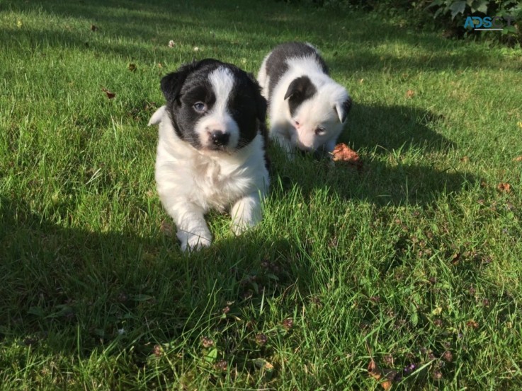 Cracking Border Collie Pups Looking For 