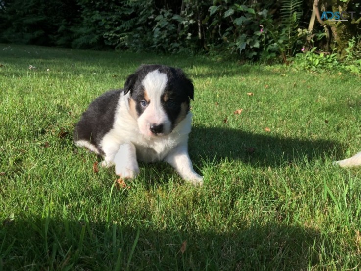 Cracking Border Collie Pups Looking For 