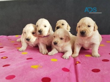 Golden Retriever puppies for sale