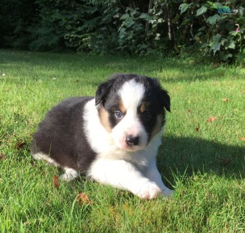 Border Collie  Puppies For Sale